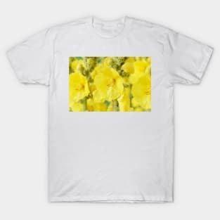 Verbascum × hybridum  &#39;Banana Custard&#39;  Mullein T-Shirt